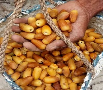 خرما المهتری