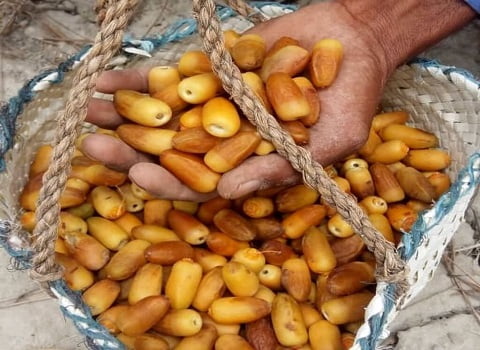 خرما المهتری خرما المهتری